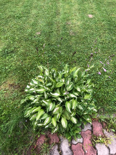 The image shows a variegated hosta plant with green and white leaves, blooming with tall stalks topped with small purple flowers. The plant is situated next to a pathway made of red and grey interlocking bricks. The surrounding ground is covered in green grass, with some sparse weeds and dry grass visible near the hosta and the pathway. The scene appears to be outdoors, in a garden or yard setting. There are no people or animals visible in the image. The location is specified as "Московский Ветеран Снт, Russia".