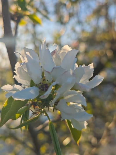 The image depicts a close-up of a cluster of white flowers, likely belonging to a fruit tree, illuminated by sunlight. The petals have a slight pink hue at their edges. Green leaves are visible around the base of the flowers, along with some developing seed pods. A small water droplet clings to one of the stems. The background is blurred, suggesting other branches, foliage, and a bright sky. The location is Мичуринский, Russia. There are no people visible in this photograph.