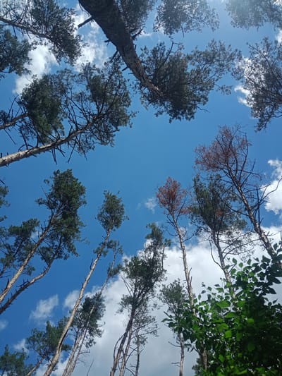 This media file is a low-angle, upward-looking photograph taken in a forest setting. The primary subjects are the tall, slender pine trees, with their branches and needles silhouetted against a bright blue sky dotted with white, fluffy clouds. Some of the trees appear healthy and green, while others are visibly dead or dying, with brown needles and bare branches. The dense foliage of a deciduous tree is visible in the lower right corner, adding a contrasting texture and color to the scene.

The time of day appears to be daytime, likely late morning or early afternoon, given the bright sunlight casting shadows and the clear visibility. The weather seems to be fair and sunny, indicated by the vibrant blue sky and the presence of light clouds. The location is Vlasivka, Ukraine, a rural area characterized by natural landscapes and forests.

There is no activity or event taking place; the image captures a static view of the forest canopy. The notable details include the contrast between living and dead trees, suggesting possible environmental factors or natural decay within the forest. The low-angle perspective emphasizes the height and verticality of the trees, creating a sense of looking up into the sky. No text is visible in the image. The overall mood evoked is one of natural beauty, with a subtle undertone of impermanence due to the presence of dead trees.