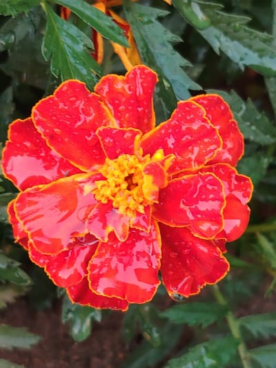 This media file is a close-up photograph of a vibrant red marigold flower, glistening with water droplets. The flower is in full bloom, with its petals a rich, deep red, edged in a bright orange. The center of the flower is a cluster of smaller, yellow-orange florets. Water is visible on the petals, indicating recent rain or dew. The background is a blur of dark green leaves, also wet, suggesting a natural, outdoor setting. The lighting appears to be soft, possibly indicating an overcast day or the early morning or late afternoon. The focus is entirely on the flower, highlighting its texture and the water droplets that cling to its surface. The overall impression is one of natural beauty and freshness, enhanced by the presence of water. No people, text, or specific location cues are visible beyond the general context of a garden or outdoor plant life.