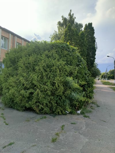 A large, overgrown coniferous bush dominates the foreground, obscuring the lower portion of a brick building. The bush is lush and green, with some climbing vines on its upper surface. To the right of the bush, a paved walkway or road extends into the distance. A solitary figure is visible walking away from the camera on this path, heading towards a lamppost and utility poles. The sky is partly cloudy with a mix of blue sky and white clouds. The scene appears to be a residential or urban area in Nosivka, Ukraine.