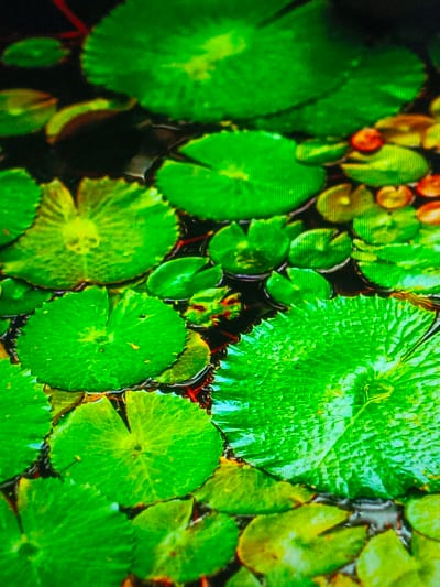 Bright green lily pads densely cover a dark body of water. The pads vary in size and shape, some round and smooth, others jagged with visible veins. Dark water peeks through between the pads, with reddish plant stems visible beneath the surface. Small, orange seed-like structures are scattered among the lily pads. The vibrant greenery creates a lively, natural scene.