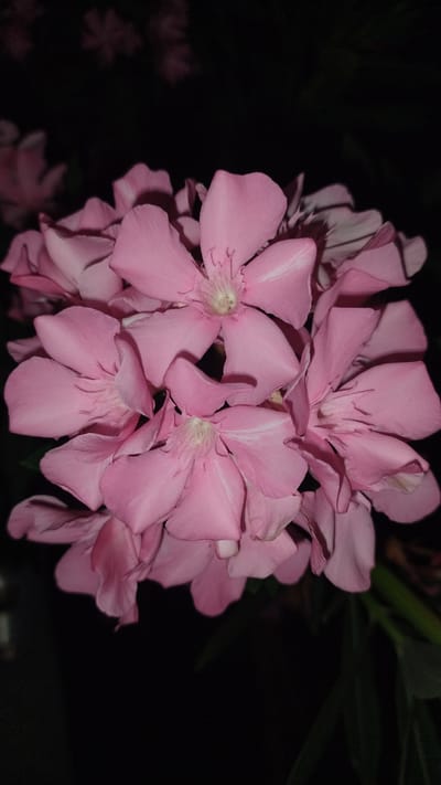 A close-up, vertical shot captures a cluster of delicate pink oleander flowers against a dark, blurred background. The flowers, illuminated by an unseen light source, exhibit a soft, pastel pink hue with subtle white streaks radiating from their centers. The petals are gently curled and layered, creating a sense of depth and softness. The overall impression is one of natural beauty and tranquility. There is no indication of a specific location within Perea, Greece.