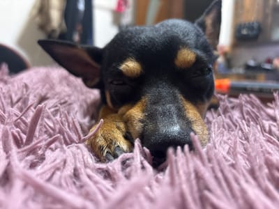A small, black and tan dog, consistent with a Miniature Pinscher breed or similar, is depicted in a close-up, low-angle shot. The dog is positioned centrally, lying down with its head resting on one of its front paws. Its eyes are partially closed or squinting, indicating a state of rest or drowsiness. The dog's fur is short, black across its back and head, with distinct tan markings above its eyes, on its muzzle, and on its front paws. Its ears are partially visible, one pointed upwards, the other less distinct. The dog's nose is dark and textured. The immediate foreground and surface beneath the dog consist of a dense, shaggy, light pink (or muted purple-pink) fibrous material, likely a blanket or rug, which appears out of focus but provides significant texture. The background is severely blurred, indicating a shallow depth of field, but suggests an indoor setting with indistinct shapes and light sources, offering no specific identifying details. No people are visible. No interactions are occurring. The specific location in the city of Kuklen, Bulgaria, is not discernible from the visual information provided.