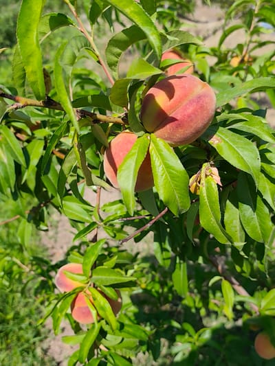 A close-up shot focuses on a branch of a peach tree laden with ripening fruit. The peaches are a vibrant blend of red and yellow, covered in fine fuzz, and nestled amongst lush green leaves. The sunlight filters through the foliage, creating dappled light and shadow on the fruit and leaves. The background is softly blurred, showing more green foliage and the dry, earthy ground of what appears to be an orchard or garden. The overall impression is one of natural abundance and the warmth of a sunny day. The scene is consistent with an outdoor setting in the city of Arimjan, Kyrgyzstan, during the fruit-growing season. There are no people or animals visible in the image.