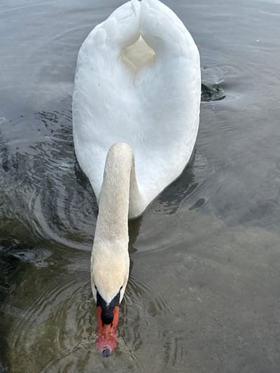 A swan swims in a body of water, likely a canal or pond, in Illkirch-Graffenstaden, France. The swan is predominantly white with a long, slender neck and a black beak with an orange knob at the base. The water is a dark grey color with ripples and reflections. The swan is oriented horizontally in the image, with its head towards the right. The photo is taken from above, capturing the swan's plumage and its interaction with the water.