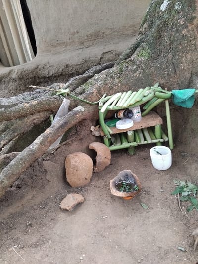 An assortment of items rests in a natural setting near a tree. Stacked green stalks form a frame-like structure adorned with bottles and objects. A white container and a broken coconut shell holding liquid and greenery are on the ground. Coconut shell pieces scattered around. A tree trunk and branches are present in the background, partially obscuring a concrete structure. The overall scene suggests a ritualistic or offertory arrangement.