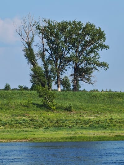 The image depicts a serene natural landscape by a body of water. The foreground is dominated by the rippling blue surface of a river. Beyond the riverbank, a lush green grassy slope rises, dotted with various types of vegetation, including trees and shrubs. In the mid-ground, several trees stand prominently on the elevated terrain. Two large, mature trees with full green canopies are the focal point, while a smaller, partially dead tree with bare branches stands to the left of them. The background is a clear, pale blue sky, with a few wispy white clouds visible. The scene suggests a rural or natural setting, possibly a park or a riverine area, far from urban development. No people or specific structures are visible, emphasizing the untouched natural beauty of the location. The weather appears fair and sunny, conducive to outdoor activities. The image is framed from a low vantage point, likely from a boat or the opposite riverbank, looking up towards the trees and the sky. The specific location of Verkhnepashino, Russia, is not evident from the visual elements in the image.
