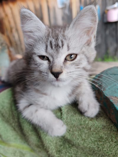 A close-up shot captures a young, gray tabby kitten resting on a green, fuzzy surface. The kitten's fur is a mix of light gray and darker gray stripes, with a white chest and paws. Its large ears are perked up, and its eyes are a striking golden color, with one eye slightly squinted. The kitten's gaze is directed towards the camera, conveying a sense of curiosity and perhaps a touch of wariness. Its whiskers are prominent and spread wide.
The background is softly blurred, suggesting an outdoor setting. Faintly visible are vertical wooden planks, indicative of a fence or building. There are also hints of greenery in the distance, possibly foliage. A turquoise-colored object, possibly part of a bench or table, is visible on the right side of the frame. The lighting suggests it is daytime, with soft, natural light illuminating the kitten. The overall mood is peaceful and intimate, highlighting the cuteness and vulnerability of the young animal.
The location context is Кашино, Russia. There is no visible text in the image.