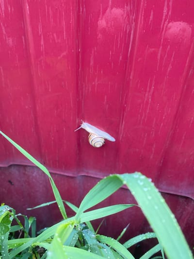 A snail with a striped shell is crawling on a red corrugated metal fence. In the foreground, green grass with water droplets is visible. The image appears to have been taken in Zhilino, Russia.