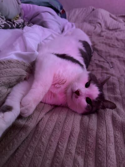 The image depicts a domestic short-haired cat with white and gray markings, lying on its back on a textured, ribbed surface, likely a bed or sofa. The cat's front paws are extended upwards, and its head is turned towards the camera, with its eyes open and focused. The lighting in the image is primarily pinkish, with a hint of purple, suggesting ambient lighting from a colored light source, possibly a smart bulb or LED strip. The background consists of folded bedding and a portion of a plush blanket. The cat appears relaxed and comfortable in its environment. There are no people or other animals visible in the frame. The image was taken indoors.