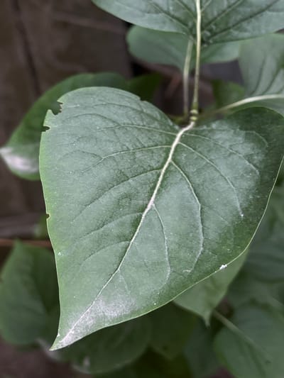The image shows a close-up of a green leaf with visible veins. The leaf appears to be heart-shaped and has a slightly rough texture with some powdery white residue on its surface. There are a few small holes or bites taken out of the edge of the leaf. Behind the main leaf, other green leaves and stems are visible, creating a soft, blurred background. The overall impression is one of natural detail, focusing on the intricate structure of a plant. The lighting suggests it might be daytime, with the light source illuminating the top surface of the leaf. The setting is likely outdoors, given the presence of plant life. No people, text, or specific events are depicted. The context of Lviv, Ukraine, provides a geographical reference for the image's origin but doesn't offer visual cues within the image itself.