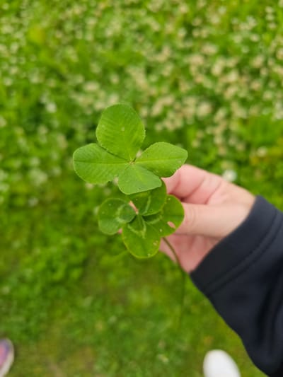 A person's hand, with skin tone of average complexion and wearing a black jacket, holds two clovers in front of a blurred background of green grass and white clover blossoms, typical of a park or lawn in Mäntsälä, Finland. The clovers are green and healthy, with one clover having four leaves and the other having three. The image is taken from a slightly elevated perspective, looking down on the hand and clovers. The background is out of focus, suggesting a shallow depth of field, which highlights the clovers as the main subject. The lighting appears natural, possibly from an overcast day, as there are no strong shadows.