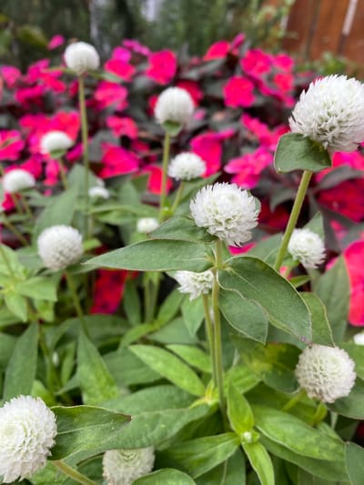 This is a close-up, eye-level shot of white Globe Amaranth flowers with a blurred background of vibrant pink foliage. The flowers are spherical and made of tightly packed, papery petals. Some of the flowers are in full bloom, while others are buds. Green leaves, some with a slight yellowing, are visible throughout the foreground and midground. The background features lush, unfocused pink leaves and a hint of a wooden fence, suggesting an outdoor setting. The lighting appears to be natural and diffused, creating soft shadows. The scene is tranquil and focuses on the intricate details of the flowers and surrounding plant life. This photograph was taken in Lâm Viên - Đà Lạt, Vietnam, a region known for its cool climate and abundant floral gardens.