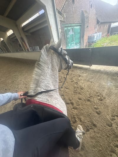 A POV shot shows a person riding a horse within an indoor arena. The horse, a dappled grey with a dark mane and forelock, is wearing a bridle and reins. The rider is wearing black riding pants and white sneakers. A red saddle pad is visible beneath a black saddle. The arena floor is made of sand with visible hoof prints. In the background, a brick building with green double doors and a corrugated roof is visible. The structure of the indoor arena, with its exposed beams and roof, is also part of the scene. The image appears to be taken in a rural or agricultural setting, consistent with a farm or equestrian center in the city of Estaimpuis, Belgium.