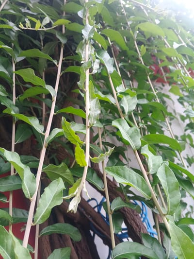 The image depicts a close-up view of a climbing plant with numerous green leaves and slender, light-colored stems. The plant is growing vertically, with some of the stems supported by thin, vertical stakes. In the background, a dark, gnarled trunk of another plant or tree is visible, along with a hint of red and white structures, possibly a wall or building. There is also a blurred blue object, possibly a piece of plastic or wire, in the lower right portion of the background. The lighting suggests an outdoor setting, likely during daylight hours, with some areas appearing brighter due to sunlight. The overall impression is one of dense vegetation, possibly in a garden or a natural setting within a city. The location specified, Geulumpangsulu Timu, Indonesia, provides context for the climate and potential flora.