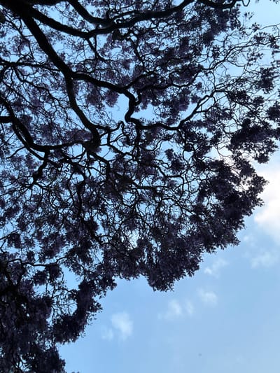 The image displays an upward perspective into the dense canopy of a flowering tree, characteristic of a Jacaranda, located in Naucalpan de Juárez, Mexico. Dark, intricate branches and numerous clusters of deeply shadowed purple blossoms occupy the majority of the frame, particularly the upper and left quadrants. The underlying sky is a clear light blue, with scattered white cumulus clouds visible primarily in the mid-right and lower-right sections. The tree's structure and foliage are largely silhouetted due to backlighting. No individuals, animals, or man-made objects are present in the observable scene. The environment is outdoor under daylight conditions.