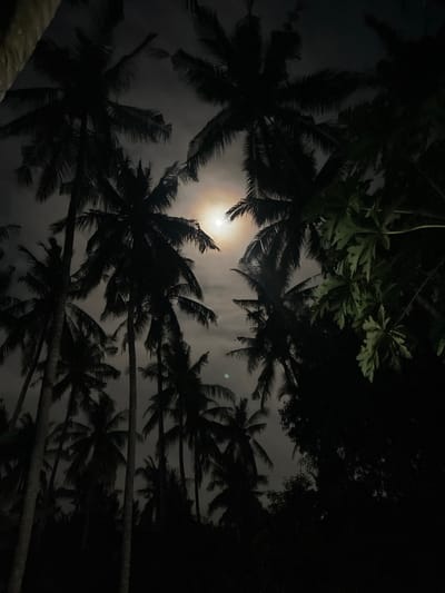 This image depicts a nocturnal scene in Desa Batu Layar, Indonesia. The sky is dark and partially obscured by clouds, with a prominent, bright, full or near-full moon visible through a central clearing. The moon exhibits a faint, diffuse halo, suggesting atmospheric moisture. Numerous tall palm trees, characterized by their slender trunks and radiating fronds, are silhouetted against the illuminated sky and moon. On the right side, a cluster of broader-leafed foliage, possibly from a papaya plant, is also largely silhouetted, with minimal ambient light revealing faint green tones on some leaves. The primary light source is the moon, illuminating the clouds and creating high contrast between the bright celestial body and the dark, foreground vegetation. No individuals, human activity, or structures are visible.