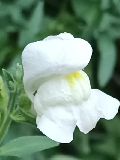 A white snapdragon flower with a hint of yellow in its center is the main subject of this close-up photograph. The flower is in focus, with its petals appearing soft and slightly textured. A small black ant is visible on one of the lower petals. The background is a blurred expanse of green foliage, suggesting an outdoor setting. There are no discernible landmarks or features that would indicate a specific location within Viadana, Italy. The image captures a moment of nature's detail, focusing solely on the intricate beauty of the flower and its tiny visitor.