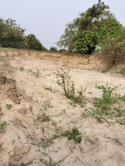 A sandy ravine, sparsely vegetated with small green plants, slopes downward. The ravine's walls show layered erosion, with soil giving way to exposed sand. Lush green trees and vegetation line the top edges of the ravine, contrasting with the barren sandy bottom. The sky is overcast, providing soft, diffused light.