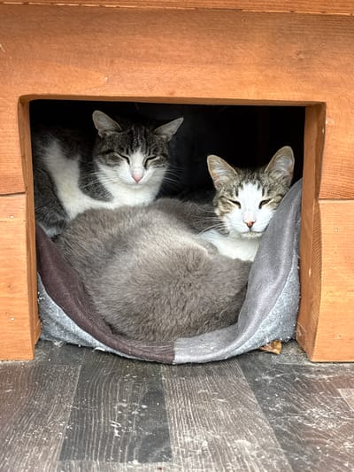Two cats are resting in a wooden structure at the edge of a city, possibly in or near Местечко Раифа, Russia. The structure appears to be an outdoor shelter for animals, constructed from light-colored wood. The floor inside the shelter is made of dark, wood-grain-patterned material, and a soft, gray and brown pet bed is placed inside.
In the foreground, on the right, a tabby and white cat with closed eyes is partially visible, its head resting on the pet bed. The cat has distinctive tabby markings on its face and white fur on its chest and muzzle. Behind it and to the left, another tabby and white cat is also resting, with its eyes closed. This cat has darker tabby markings on its back and head, with white patches on its chest and face. A large portion of a fluffy gray cat is visible in the center, in front of the other two cats, suggesting it might be sheltering them or is nestled amongst them. The overall atmosphere is one of peaceful repose.