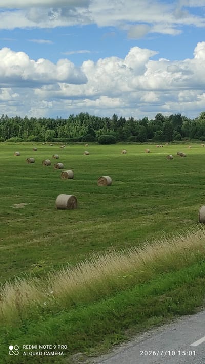 In Võhma, Estonia, a rural landscape unfolds under a dynamic sky filled with cumulonimbus clouds. A vast green field dominates the scene, dotted with numerous round hay bales, suggesting recent agricultural activity. These bales, varying in size and placement, are scattered across the field, some appearing weathered. The field is bordered by a dense line of dark green trees forming a forest edge, which extends across the horizon. In the foreground, a strip of tall, golden-brown grass meets a paved road, with a hint of green vegetation closer to the field. The overall impression is one of a tranquil, sunlit day in the Estonian countryside.