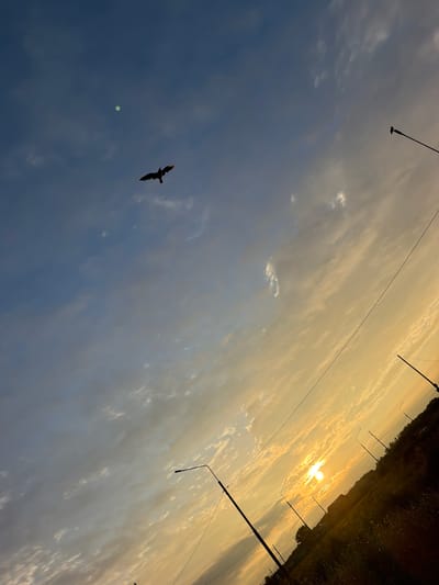 The image captures a sunset scene in Aniva, Russia. The sky is a gradient of blue and orange hues, with scattered clouds. A bird is silhouetted against the blue portion of the sky, in flight. Several streetlights, also silhouetted, are visible throughout the frame, along with power lines. The sun is low on the horizon, casting a warm glow over a landscape that appears to be fields and some distant structures, possibly houses, against a dark treeline. The overall impression is that of a rural or suburban setting at dusk.