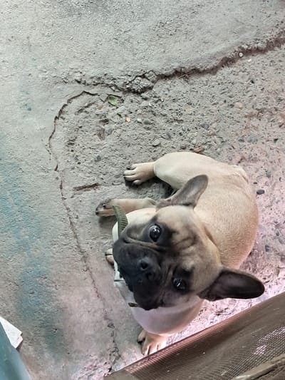 A fawn-colored French Bulldog is lying on cracked concrete pavement outdoors, with its head tilted upwards and looking directly at the camera. The dog has dark fur markings on its face and ears, and is wearing a green collar. The ground is rough and textured, with small pebbles and a few scattered leaves. Part of a metal grate or mesh structure is visible in the lower right corner of the image. The overall scene suggests an urban or semi-urban environment, potentially a backyard or a public pathway. The image is taken from a high-angle perspective. There is no information available to pinpoint the exact location within Shymkent, Kazakhstan.