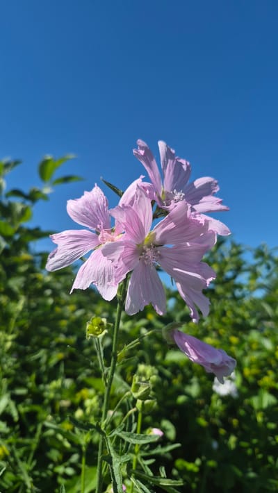 This is a close-up, low-angle shot of pale pink wildflowers with delicate, crinkled petals, set against a bright blue sky. The flowers are clustered together on a green stem, with other greenery and some smaller buds visible in the background. The lighting suggests it is daytime, likely sunny, as the flowers are well-lit and casting shadows. The image evokes a sense of nature and a clear, pleasant day. There is no visible text. The location context provided is Līvāni, Latvia.
