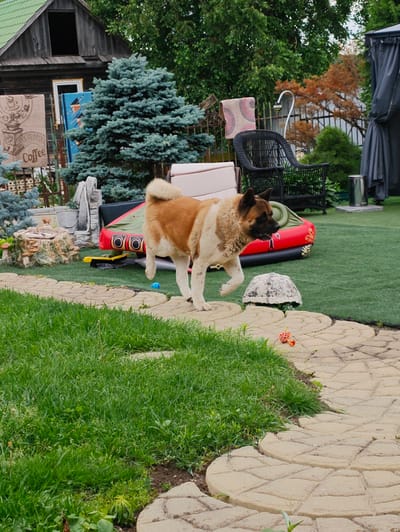 The image depicts an outdoor scene in the city of Devjatyj Val, Russia, likely a backyard or garden area. In the foreground, a dog, an Akita breed with tan and white fur, is walking on a stone pathway. The dog is facing right and appears to be mid-stride. Behind the dog and slightly to the right, a decorative turtle statue is visible, and next to it, a small red object, possibly a toy or a piece of fruit, lies on the grass.
The environment features a lush green lawn and a winding stone pathway. In the middle ground, there is a red and green inflatable raft or mattress. To the left of the raft, a decorative tree with blue-green foliage stands tall. Further back, a rustic wooden building with a green roof is visible, along with various garden elements such as a birdbath-like structure with mushrooms and a bucket.
The background is filled with trees and foliage, suggesting a natural or semi-rural setting. A black wicker chair is placed on the grass near a draped structure, possibly a gazebo or canopy. The overall impression is one of a residential outdoor space with a mix of natural elements and decorative items.