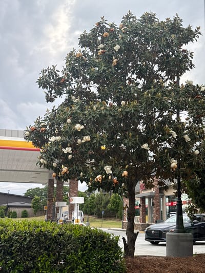 The image captures a blooming magnolia tree, identified by its large, waxy white flowers and glossy green leaves. The tree is located near what appears to be a gas station, given the red and yellow color scheme associated with a Shell station and the presence of gas pumps in the background. A brick building can be observed behind the tree. A car is visible near the building, potentially parked at the gas station. The scene is likely in the city of Stone Mountain, United States, based on the prompt. The sky is overcast, indicating cloudy weather conditions. There are no people explicitly visible in the image. Green shrubs are visible to the right of the tree.