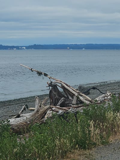 The image depicts a natural scene with a body of water, likely Puget Sound, under a cloudy sky. In the foreground, a collection of weathered driftwood is scattered on a pebbled beach. Green vegetation grows along the edge of the beach, bordering a gravel path. In the middle ground, the water is calm, and in the distance, a hazy shoreline with trees and some structures is visible. Several ships, including a large cargo ship and smaller vessels, are present on the water. The overall atmosphere is serene and natural, suggesting a location on the outskirts of the city of Seattle, United States of America, where the urban environment meets the natural landscape. There are no people or animals visible in the image.