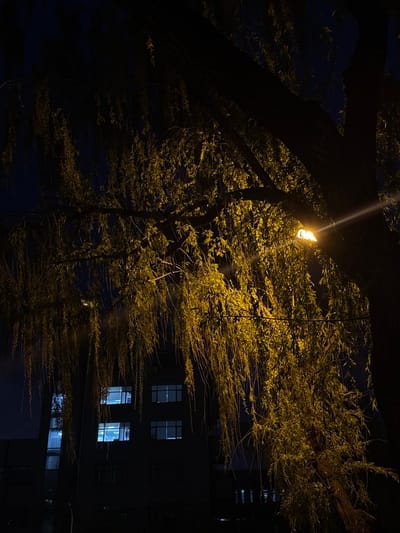 At night in what is plausibly Zhongtun, China, a street lamp illuminates the leaves of a tree. A building with several lighted windows is visible through the branches. The scene is dark. There are no people in the image.