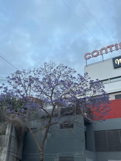 A medium-shot, angled photograph captures a cityscape with a blooming tree. The image is tilted, with the lower part of the frame showing a concrete barrier or low wall. From this emerges a tree adorned with clusters of purple flowers, suggesting a species like Jacaranda.
Behind the tree, the urban backdrop consists of a building with architectural features like ventilation grates, sections of what appear to be windows, and a portion painted in a red hue. At the top left, a sign with the word "Contine" in large, individual red letters can be seen. Above the building and sign, the sky is overcast, with shades of gray.
The scene does not obviously depict Câmara de Lobos, Portugal.