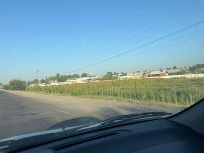 The image captures a view from inside a vehicle, looking out onto a rural road in Gulzarabad, Uzbekistan. The road itself is paved but shows signs of wear, with visible cracks and uneven patches. To the right of the road, a field of tall green plants, possibly sunflowers or similar crops, stretches towards a line of buildings. These buildings appear to be a mix of single-story structures with light-colored roofs, suggesting residential or agricultural facilities. Power lines traverse the clear blue sky, with a bird visible in flight against the sky. The overall scene depicts a sunny day in a developing area, characterized by agriculture and basic infrastructure.