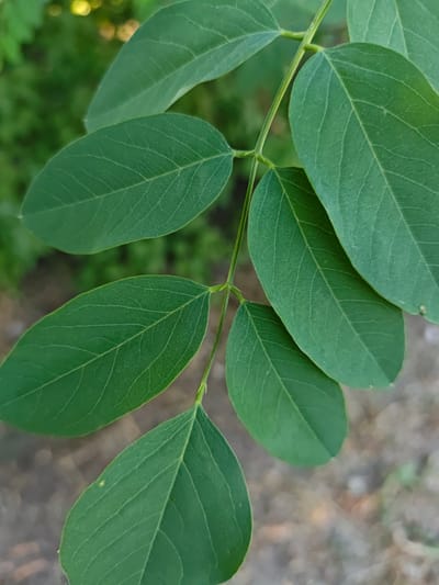 The image is a close-up, eye-level, outdoor photograph of a branch with several oval-shaped, green leaves. The leaves are arranged alternately along the stem, with visible venation. The background is blurred and consists of green foliage and a muted, earthy-toned ground surface, suggesting a natural or park-like setting. There are no people or discernible structures in the frame. The lighting appears to be natural daylight, creating soft shadows on the leaves. The image was taken in Kamianske, Ukraine.