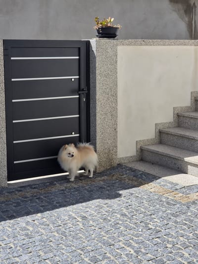 The photograph shows a section of a building exterior, including a black gate with vertical silver bars, a flower pot with greenery, a staircase, and a cobblestone wall. A small, fluffy dog stands near the gate on the cobblestone. The location is in Barcelos, Portugal.