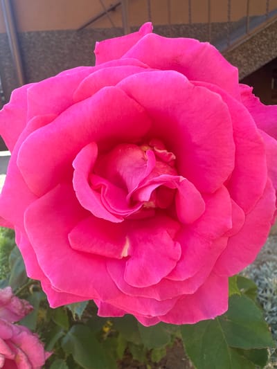A close-up, high-angle shot captures a vibrant pink rose in full bloom. The rose's numerous petals are densely packed, creating a swirling, layered effect towards the center. The petals are a bright, saturated pink with subtle variations in tone and texture. In the background, out-of-focus elements suggest an outdoor environment. To the upper left, a portion of a building's exterior wall is visible, featuring a textured surface in shades of gray and brown, with horizontal elements that could be part of a railing or ledge. Below this, out-of-focus green leaves and stems indicate foliage. To the lower left and right, more green leaves are visible, some appearing darker and others lighter due to lighting. The overall impression is of a close-up botanical study of a single, striking flower. The location is identified as Strășeni, Moldova.