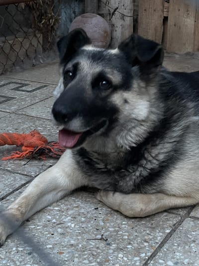 A large, fluffy dog, likely a shepherd mix, lies on a textured, speckled ground that appears to be concrete or terrazzo. The dog's fur is a mix of gray, black, and tan, with darker markings around its face and a lighter muzzle. Its ears are perked, and its dark eyes are looking directly at the camera with an alert expression. The dog's mouth is slightly open, with its pink tongue visible, suggesting it might be panting or curious.
Next to the dog, to its left, is a round, light-colored object, possibly a ball, partially obscured by the dog's head. To the dog's right, a frayed, orange rope toy lies on the ground, with some of its fibers scattered around. In the background, to the left of the dog, is a rough, wooden structure, appearing to be made of planks, which could be part of a fence or a kennel. Below this structure, a section of a wire fence is visible.
The lighting suggests it is daytime, with shadows casting on the ground. The overall setting appears to be outdoors, possibly in a yard or enclosure. The dog's relaxed yet attentive posture, combined with the presence of its toys, indicates a moment of downtime and possibly playfulness. No people are visible in the image. There is no visible text. The location context provided is Lviv, Ukraine.