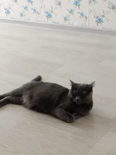 A dark gray cat is lying on a light-colored laminate floor. The cat is positioned on its side with its paws tucked in. Its eyes are partially closed, and its head is turned to the right. The background features a wall with floral wallpaper. This scene is not geographically specific and cannot be placed in Petrozavodsk, Russia, or any other city.