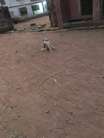 A dog rests on a dirt surface adjacent to a building. The building, with its windows and architectural details, is partially visible to the left. The dirt area covers the majority of the frame, displaying various textures and minor debris. The dog is lying on its side, seemingly relaxed. The composition offers a perspective from slightly above, capturing both the built environment and the natural ground.