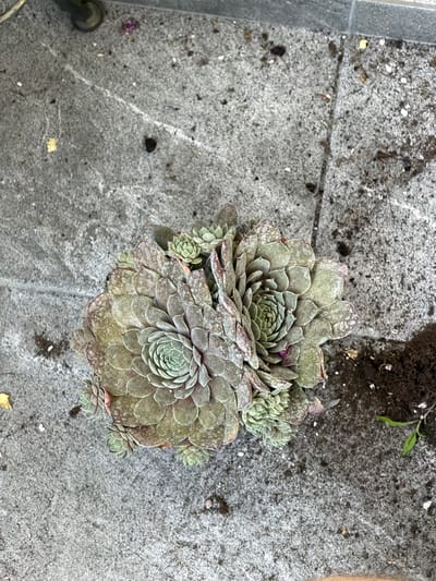 A close-up, overhead shot shows a succulent plant with layered, pointed leaves, primarily in shades of green and dusty brown, with some reddish-purple tips. The plant is resting on a grey, textured concrete surface, which appears to be outdoors. The concrete is speckled with dark and light grains and shows signs of dirt and debris, including small pebbles, dark soil clumps, and a few scattered white particles. A small pile of dark soil is visible to the right of the plant, along with a tiny green seedling with two leaves. In the upper left corner, a dark, round object with a shiny surface and a grey strap is partially visible. A few small, indistinct pieces of debris, possibly fallen leaves or petals, are scattered across the concrete. The scene suggests an outdoor setting, possibly a patio or garden area within the Palilula Urban Municipality, Serbia, where gardening activities may have recently taken place or are about to.
