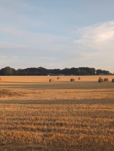 The image depicts a rural scene in Alvimare, France, characterized by a harvested wheat field under a clear sky with sparse clouds. Numerous round bales of hay are scattered across the golden stubble of the field. In the background, a dense line of dark green trees forms a natural border, beyond which a few buildings, possibly farm structures, are faintly visible. The sunlight, casting long shadows, suggests it is either early morning or late afternoon. There are no people or animals present in the frame, and no discernible actions or interactions are taking place. The environment is serene and agrarian.
