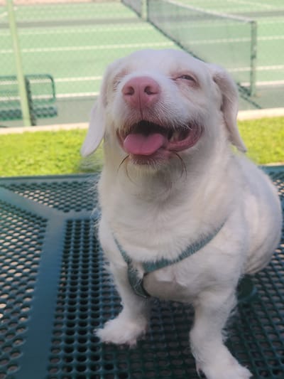 This is a vertical, eye-level shot of a white dog lying on a dark green metal table with a perforated surface. The dog, which appears to be a terrier mix, is mostly white with some pink on its nose and inside its ears. It's wearing a light blue harness. The dog's mouth is open, and its pink tongue is sticking out, giving it a happy or goofy expression. Its eyes are partially closed. The background is blurred, but it appears to be an outdoor setting with green grass and a fence or netting. In the far background, there are faint green and white stripes, suggesting a tennis court or similar playing field. The lighting suggests it is daytime, likely sunny, given the brightness and shadows. The overall mood is lighthearted and playful, captured by the dog's happy expression. No visible text is present in the image.