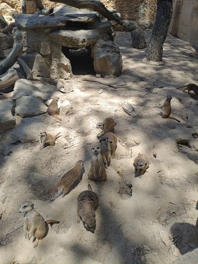 In Penáguila, Spain, a group of meerkats are visible in their enclosure. The environment is sandy with scattered rocks and fallen branches, suggesting a naturalistic habitat. Several meerkats are standing, some on hind legs, in alert postures, while others are foraging or resting on the ground. The meerkats exhibit their characteristic slender bodies, pointed snouts, and striped fur. The scene is illuminated by sunlight, casting shadows across the sandy terrain. The enclosure also features a rocky overhang with a cave-like opening, likely providing shelter for the animals.