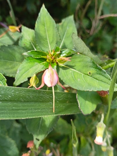 A plant features prominent green leaves clustered around its stem. Several buds are visible, one in the process of flowering with a pale pink hue. A slender, extended structure hangs down from the partially opened bloom. Other elements include green foliage, blades of grass and developing buds, all suggesting a natural outdoor setting.
