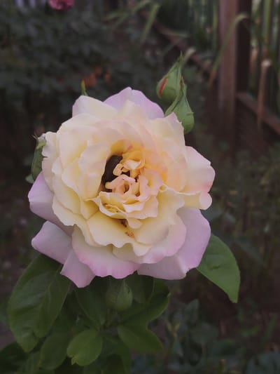 A close-up photograph captures a pale pink and yellow rose in bloom, with several green rosebuds nearby. The rose's petals are delicately layered, showcasing a gradient of color from soft yellow in the center to a blush of pink at the edges. Darker accents are visible within the center of the rose. The background is a blur of dark green foliage, suggesting an outdoor garden setting. A wooden fence is partially visible in the upper right corner. The image appears to be taken in the city of Степное, Russia, given the context of the request. The overall lighting suggests it may be late afternoon or early evening. No people or animals are clearly depicted.