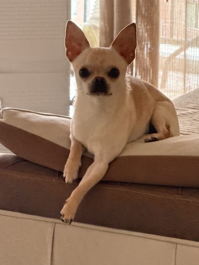 A tan Chihuahua dog is lying on a layered cushion on a sofa, in what appears to be an indoor setting. The dog is facing the camera, with its front paws resting on the lower cushion. The background shows sheer curtains and a window, suggesting it's daytime. The lighting is soft and diffused, with some sunlight filtering through the curtains. The image does not provide any specific information about its location in Rustavi, Georgia.