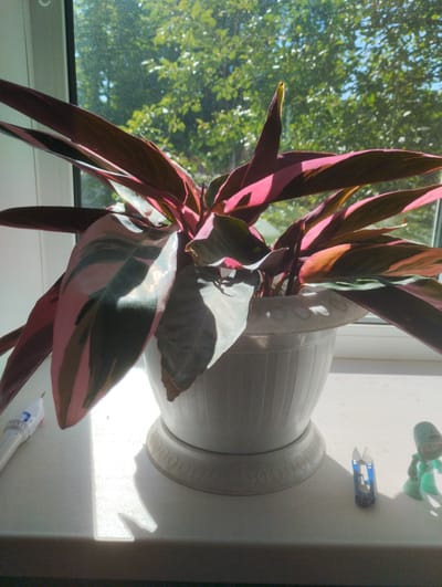 A potted plant with variegated pink and green leaves sits on a windowsill. The plant is in a white ribbed pot with a decorative base. Sunlight streams in from the left, casting a shadow of the plant onto the windowsill. To the left of the plant is a white object with a grey dial, possibly a pen or a marker. To the right of the plant, on the windowsill, are two small figurines: one is a blue and silver object resembling a stylized house or tool, and the other is a green, humanoid figure with a visible eye. The background shows blurred green trees and a blue sky through a window.