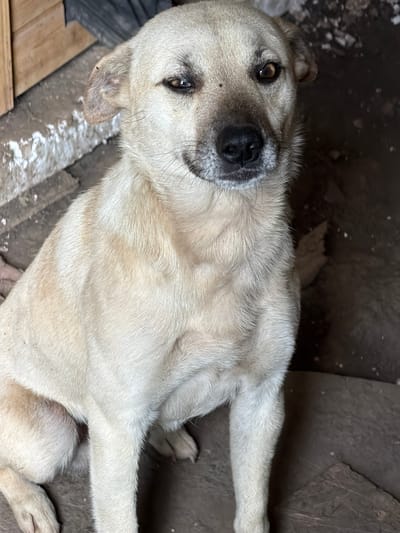 The media file shows a medium-sized, light-colored dog lying on a dirt floor, possibly outdoors or in a shed. The dog is looking up towards the camera with its head slightly tilted. Its fur appears to be a light tan or cream color, with some darker markings around its muzzle and ears. The dog's eyes are brown, and it has a dark nose and mouth.
The background is out of focus but appears to be rough and uneven, with some debris and loose dirt visible. There are also some wooden planks or structures in the background, suggesting an outdoor or utilitarian setting. The lighting is dim, indicating it might be overcast, indoors, or late in the day. No people are visible in the image. The dog's posture and gaze suggest a relaxed or perhaps curious demeanor. No text is visible in the image. The location context is Leningradskaya, Russia.